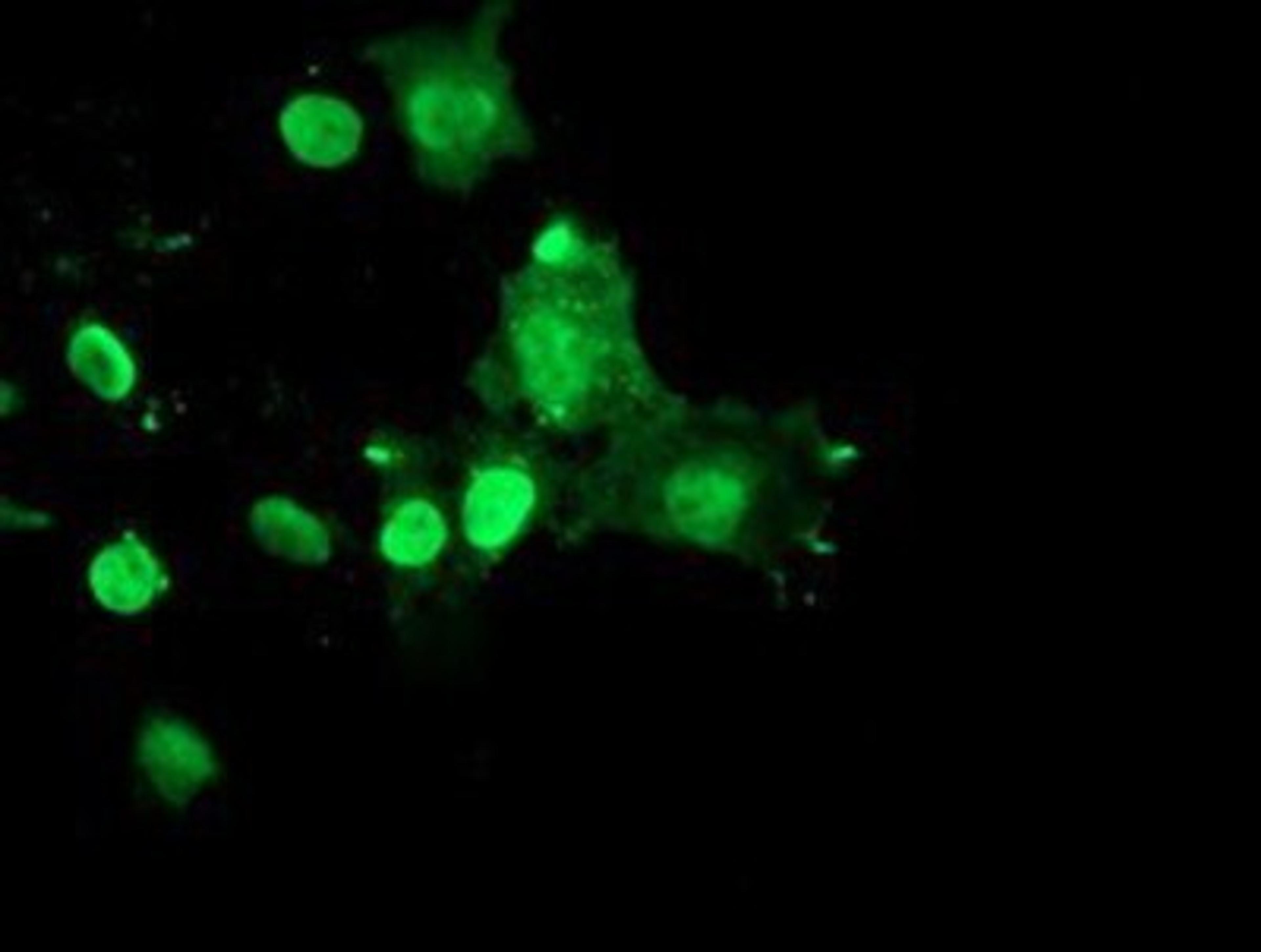 Immunocytochemistry/Immunofluorescence: RYBP/DEDAF Antibody (1B2) [NBP2-02009] Staining of COS7 cells transiently transfected by pCMV6-ENTRY RYBP/DEDAF.