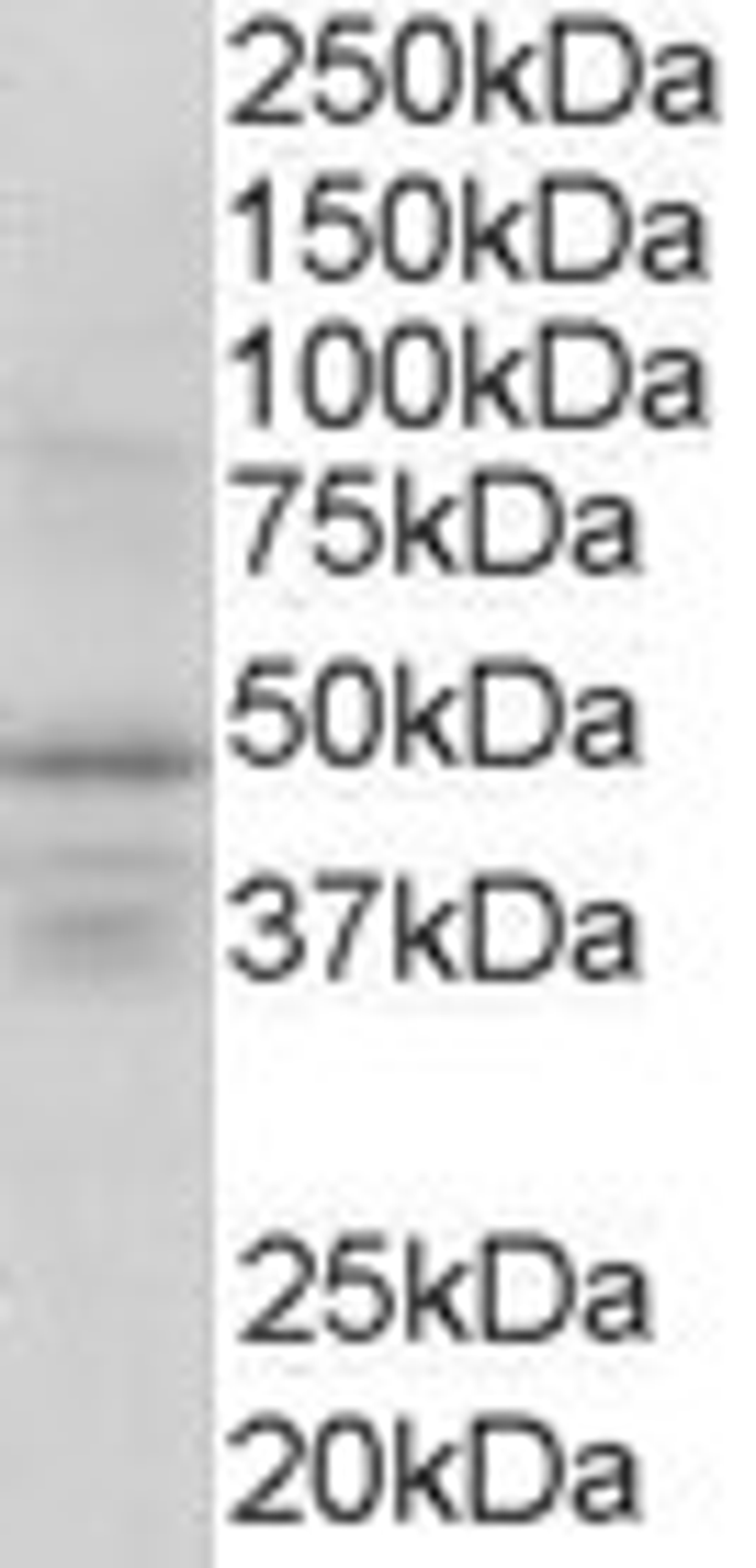 46-324 (1ug/ml) staining of Human Brain lysate (35ug protein in RIPA buffer). Detected by chemiluminescence.