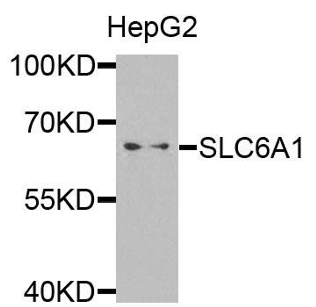 Western blot analysis of extracts of HepG2 cells using SLC6A1 antibody