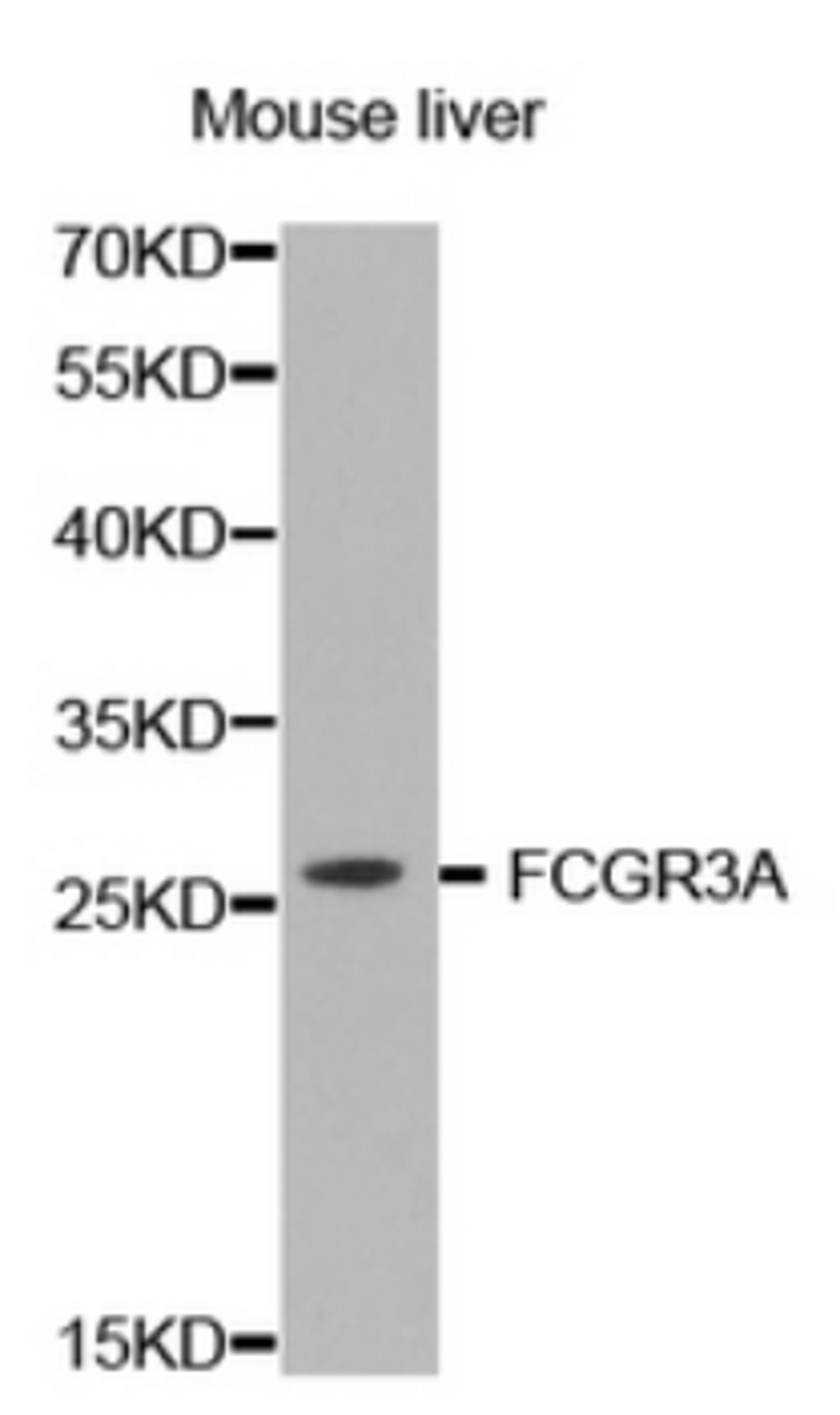 Western blot analysis of mouse liver using FCGR3A antibody