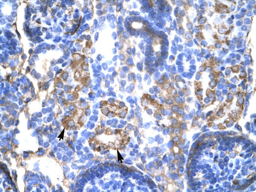 Antibody used in IHC on Human kidney at 4.0-8.0.