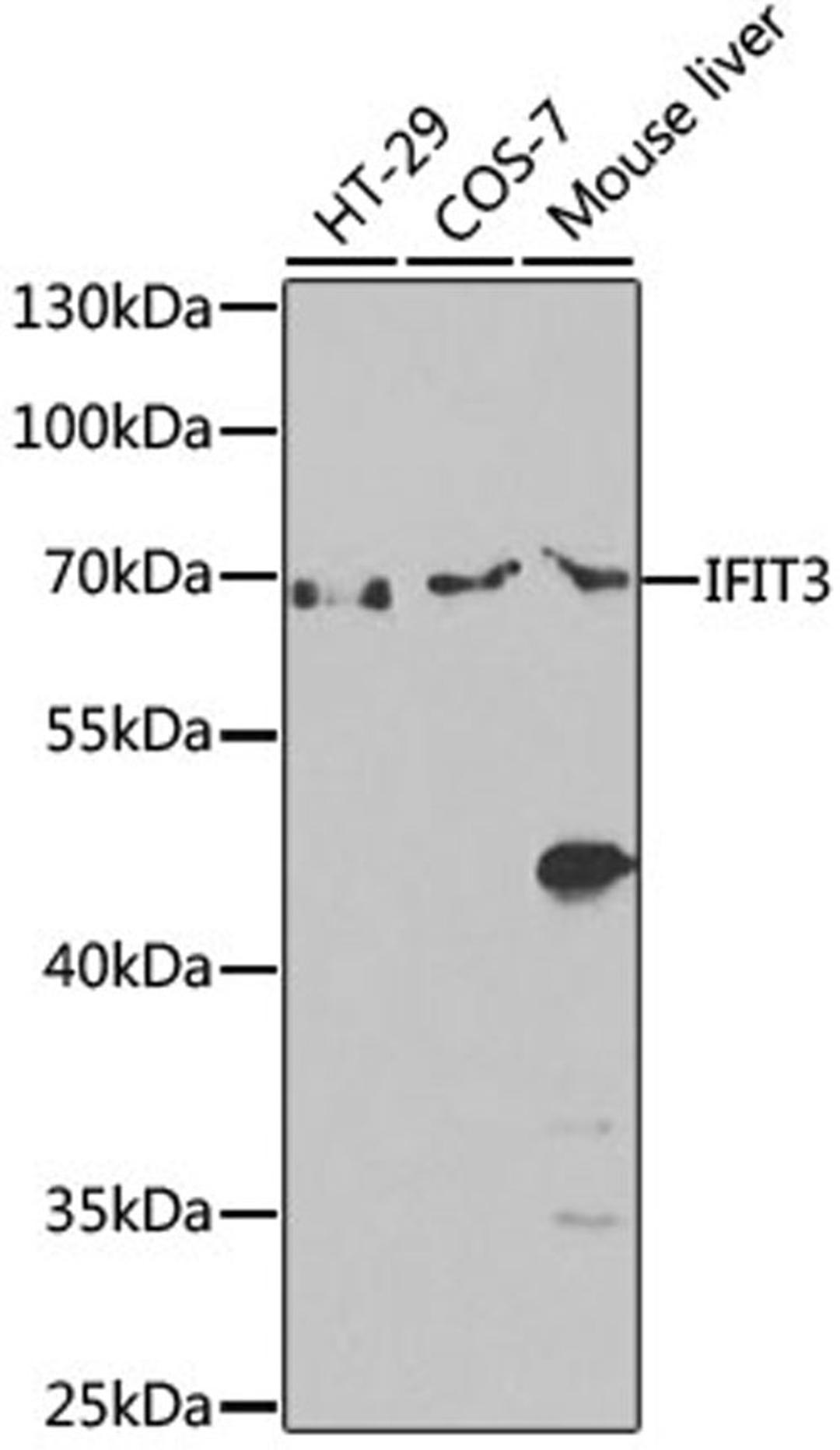 Western blot - IFIT3 antibody (A14004)