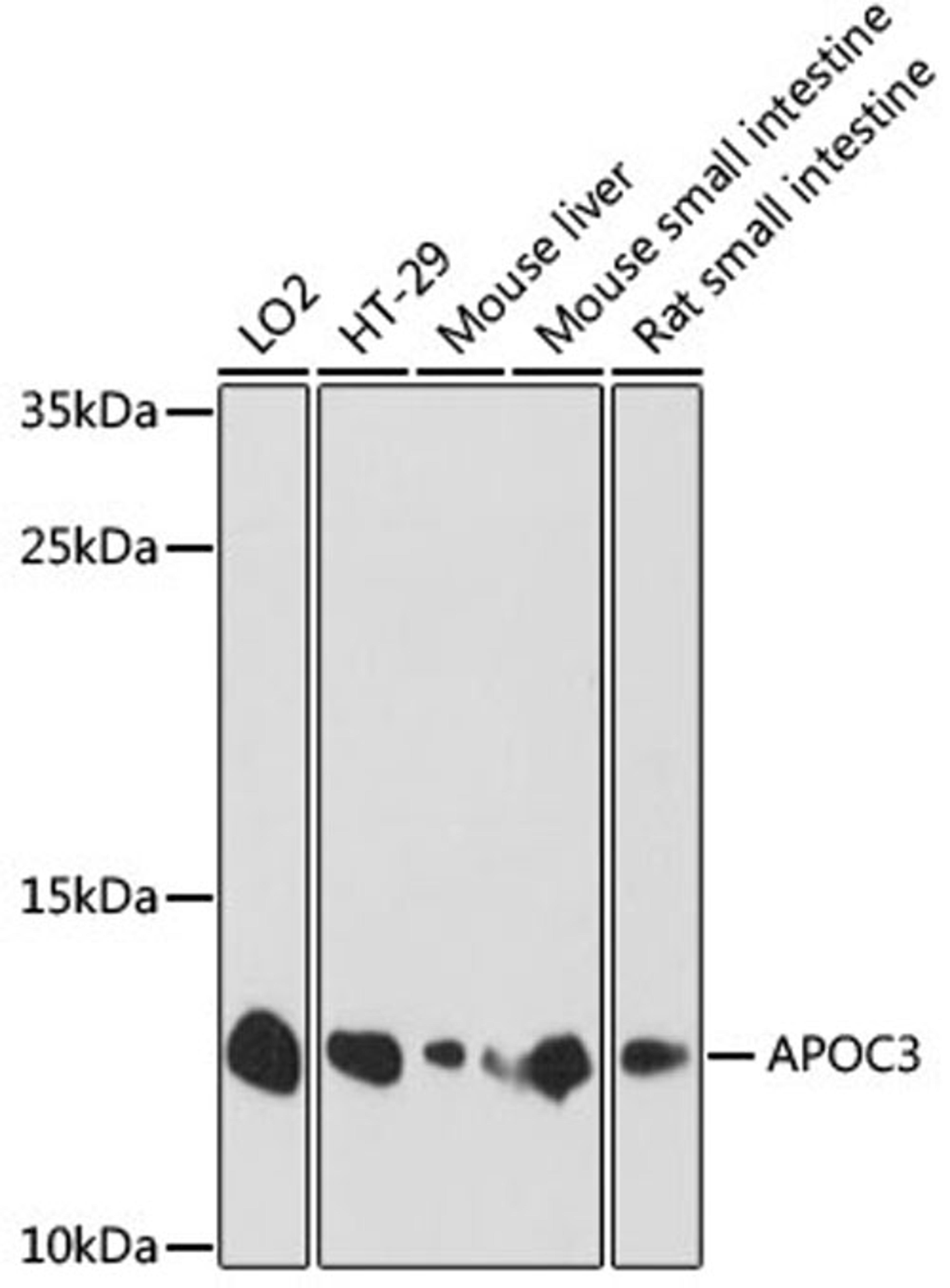 Western blot - APOC3 antibody (A1409)