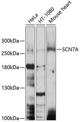 Western blot - SCN7A antibody (A10088)