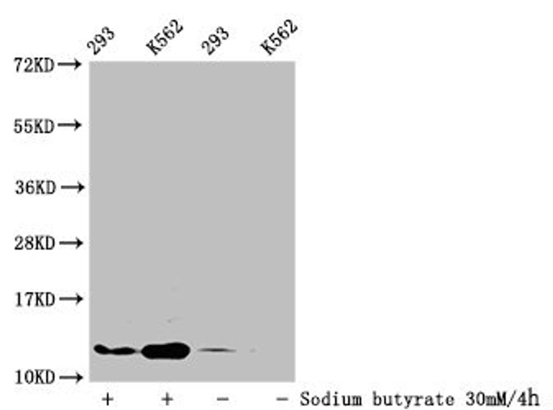 Western Blot. Detected samples: 293 whole cell lysate, K562 whole cell lysate; Untreated (-) or treated (+) with 30mM sodium butyrate for 4h. All lanes: HIST1H4A antibody at 1:100. Secondary. Goat polyclonal to rabbit IgG at 1/50000 dilution. Predicted band size: 12 kDa. Observed band size: 12 kDa