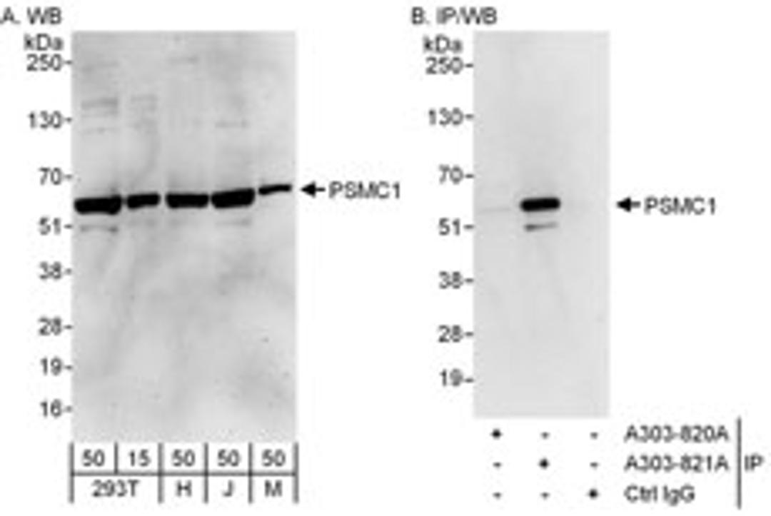 Detection of human and mouse PSMC1 by western blot (h and m) and immunoprecipitation (h).