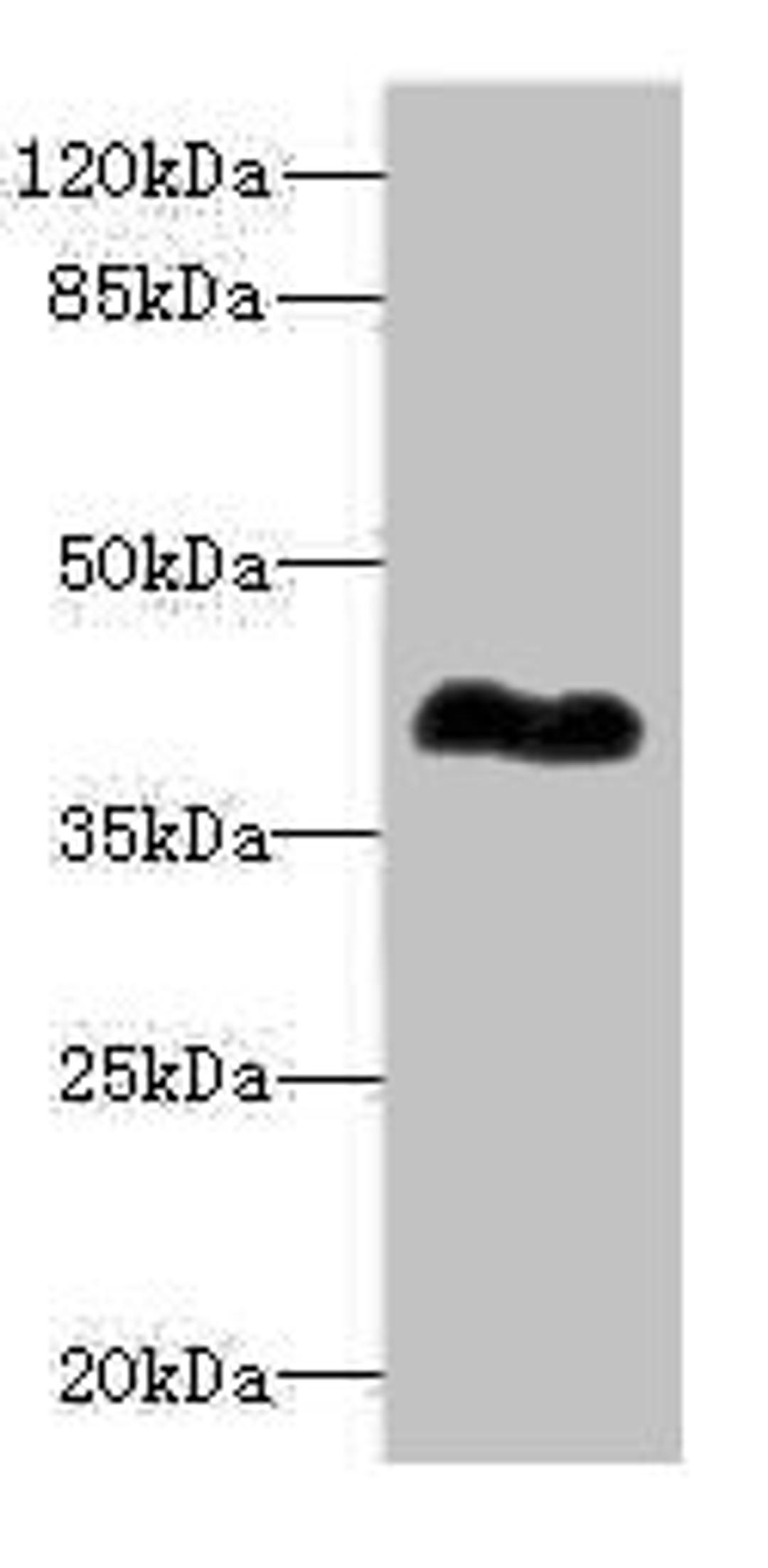 Western blot. All lanes: ROM1antibody at 0.98ug/ml + Mouse ocular tissue. Secondary. Goat polyclonal to rabbit IgG at 1/10000 dilution. Predicted band size: 37 kDa. Observed band size: 37 kDa.