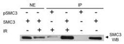 immunoprecipitation of human Phospho SMC3 (Ser383).