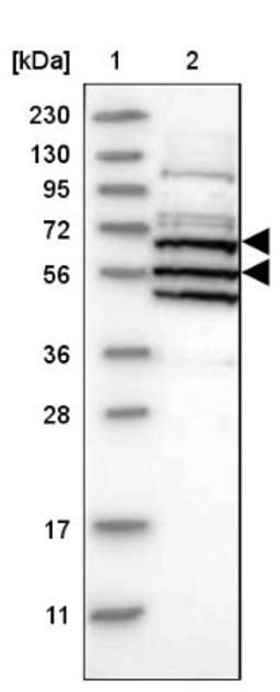 Western Blot: ARID5A Antibody [NBP1-81037] - Lane 1: Marker [kDa] 230, 130, 95, 72, 56, 36, 28, 17, 11<br/>Lane 2: Human cell line RT-4