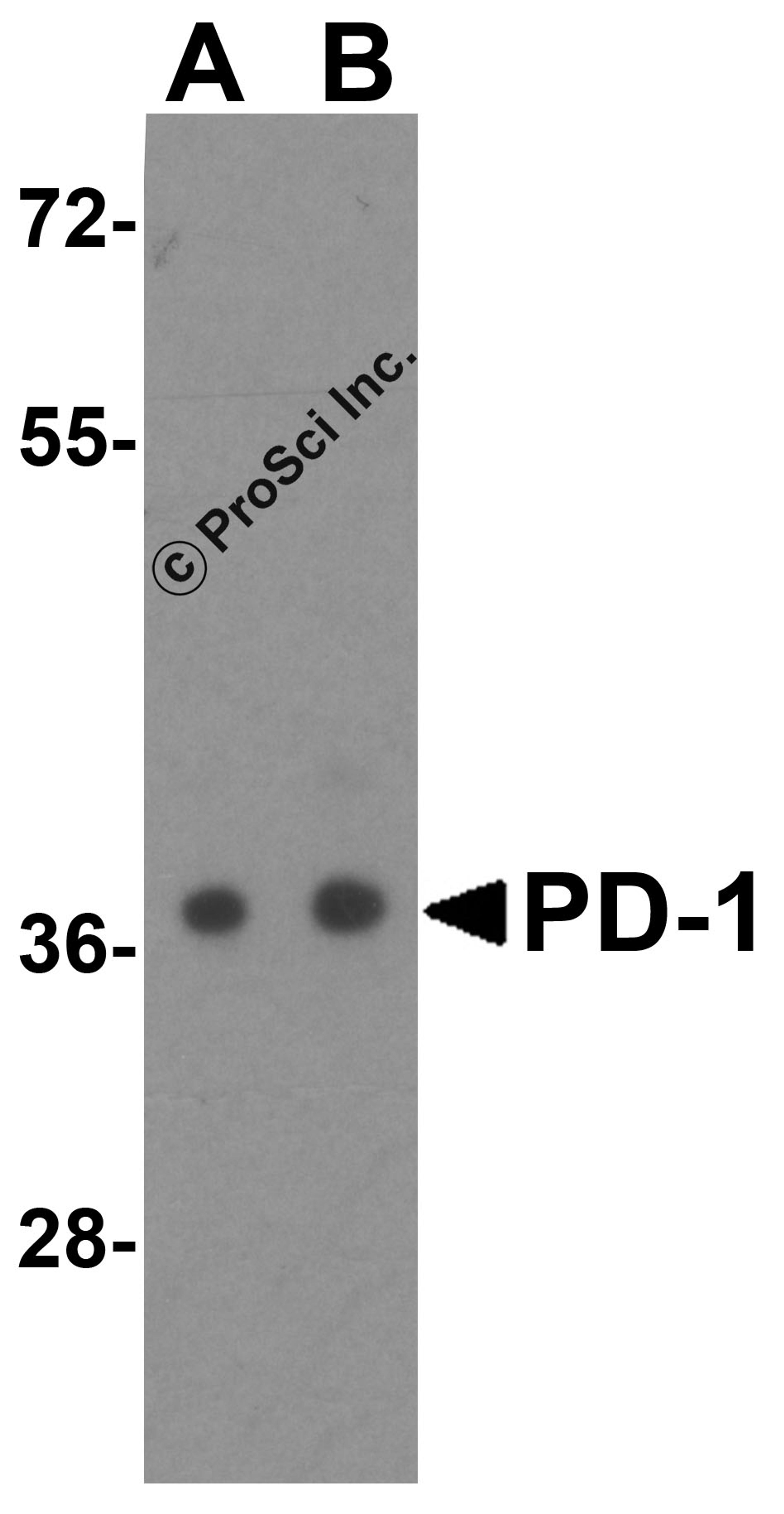 Western blot analysis of PD-1 in transfected 293 cell lysate with PD-1 antibody at (A) 0.25 and (B) 0.5 μg/mL.