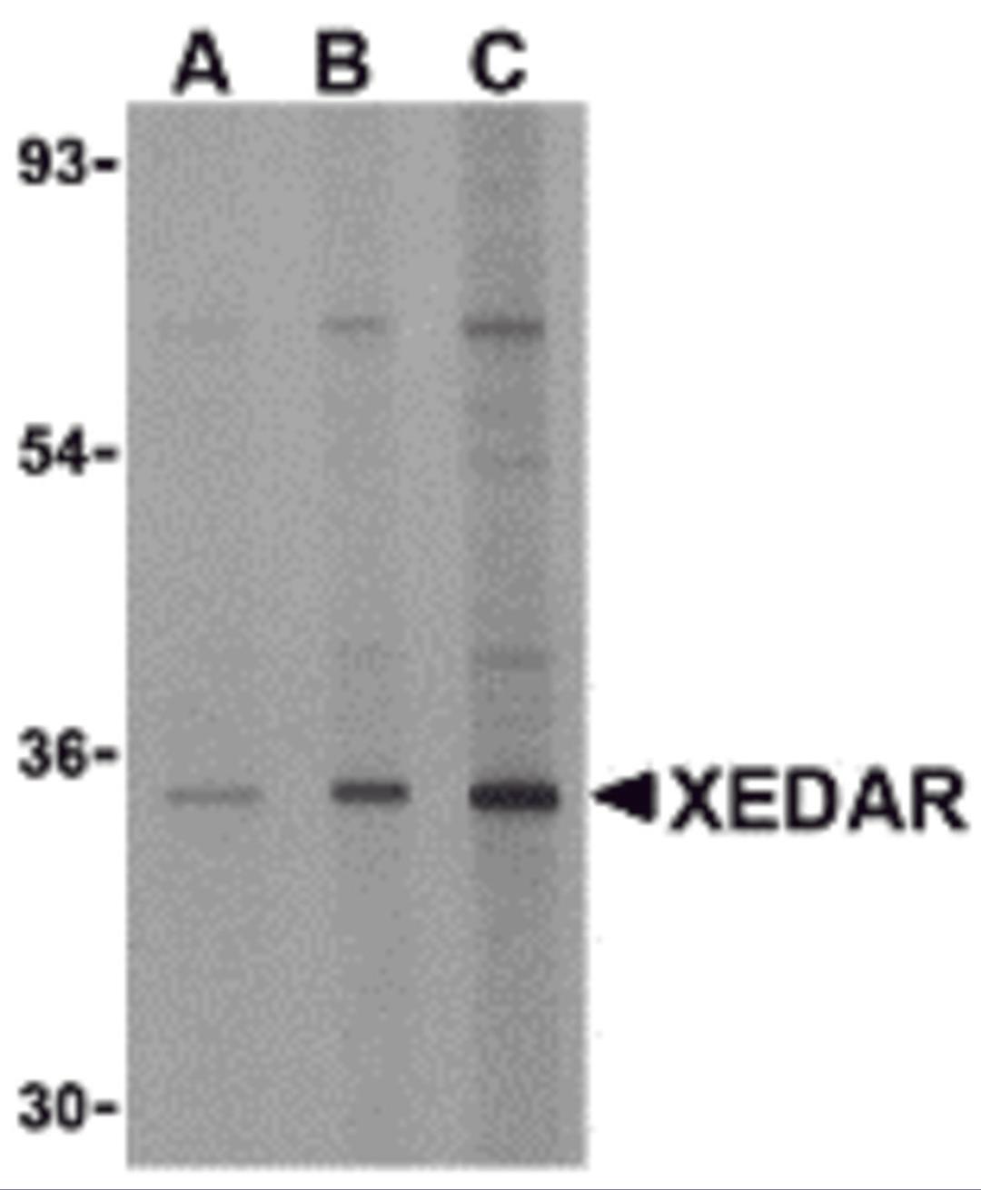 Western blot analysis of XEDAR in 293 cell lysate with XEDAR antibody at (A) 0.5, (B) 1 and (C) 2 μg/mL.