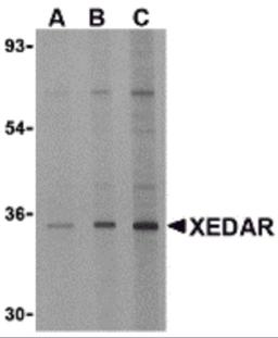 Western blot analysis of XEDAR in 293 cell lysate with XEDAR antibody at (A) 0.5, (B) 1 and (C) 2 μg/mL.