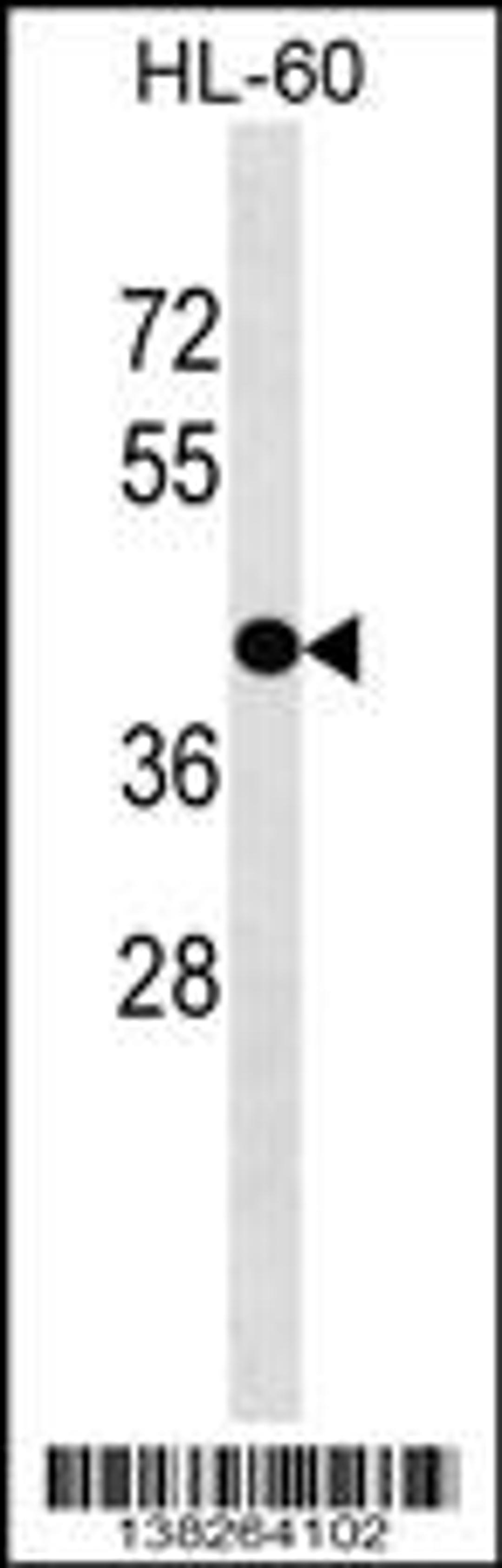 Western blot analysis in HL-60 cell line lysates (35ug/lane).