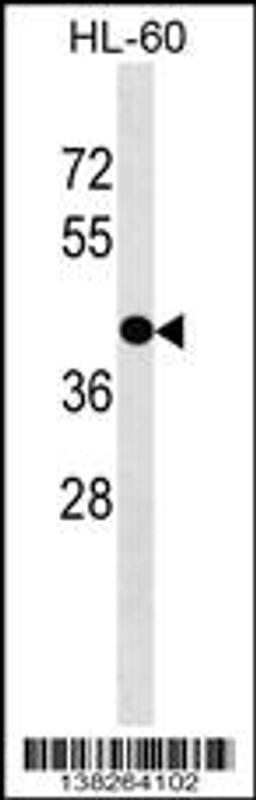 Western blot analysis in HL-60 cell line lysates (35ug/lane).