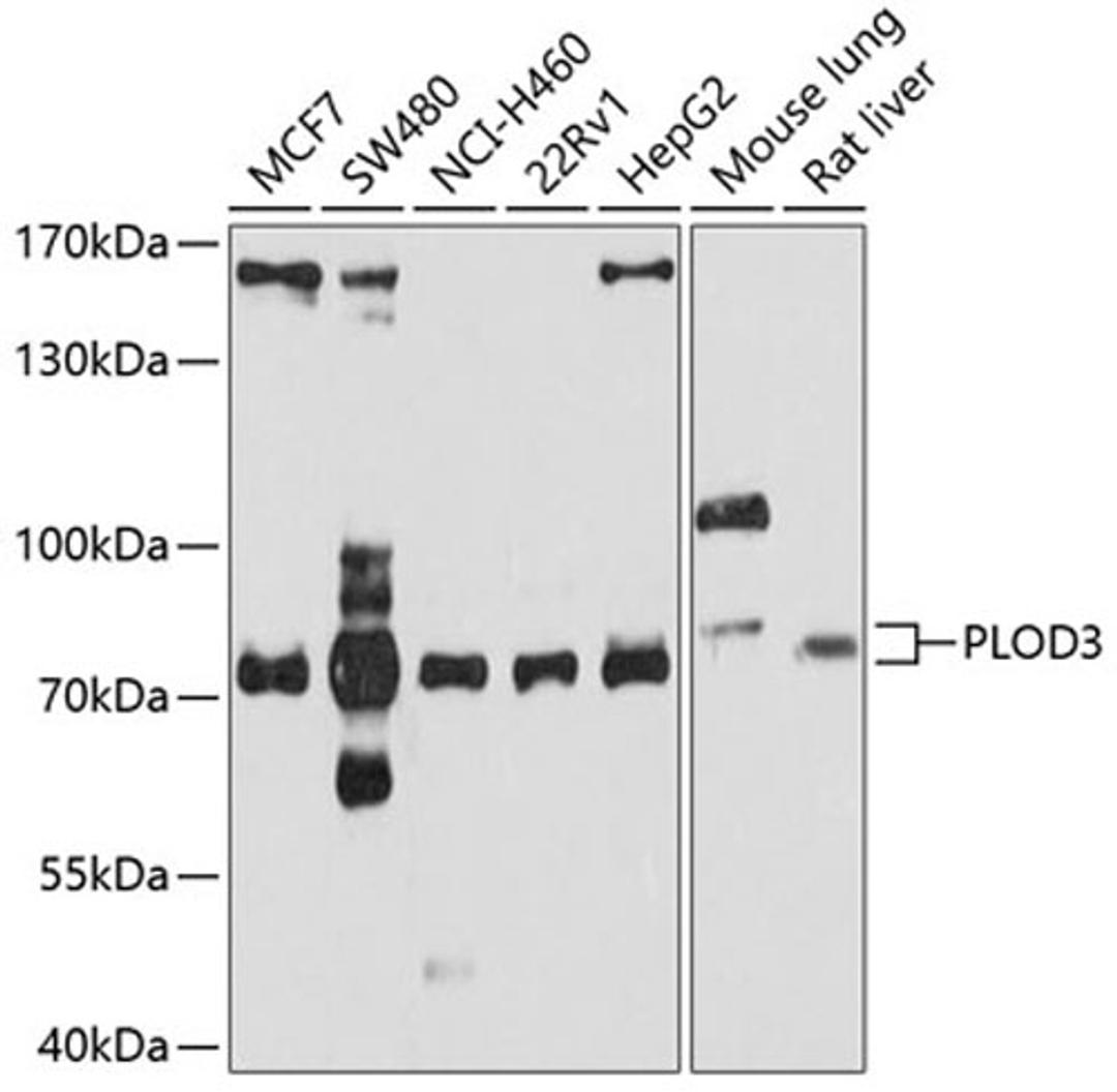 Western blot - PLOD3 antibody (A10547)