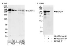 Western Blot: NUP214 Antibody [NB100-2245] - Detection of Human and Mouse NUP214 on HeLa whole cell lysate using NB100-2245. NUP214 was also immunoprecipitated using rabbit anti-NUP214  antibody NB100-2244.