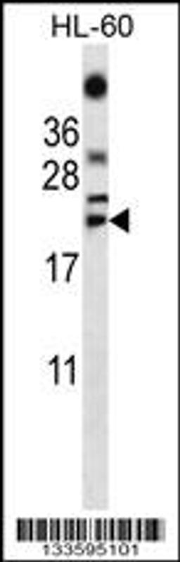 Western blot analysis in HL-60 cell line lysates (35ug/lane).