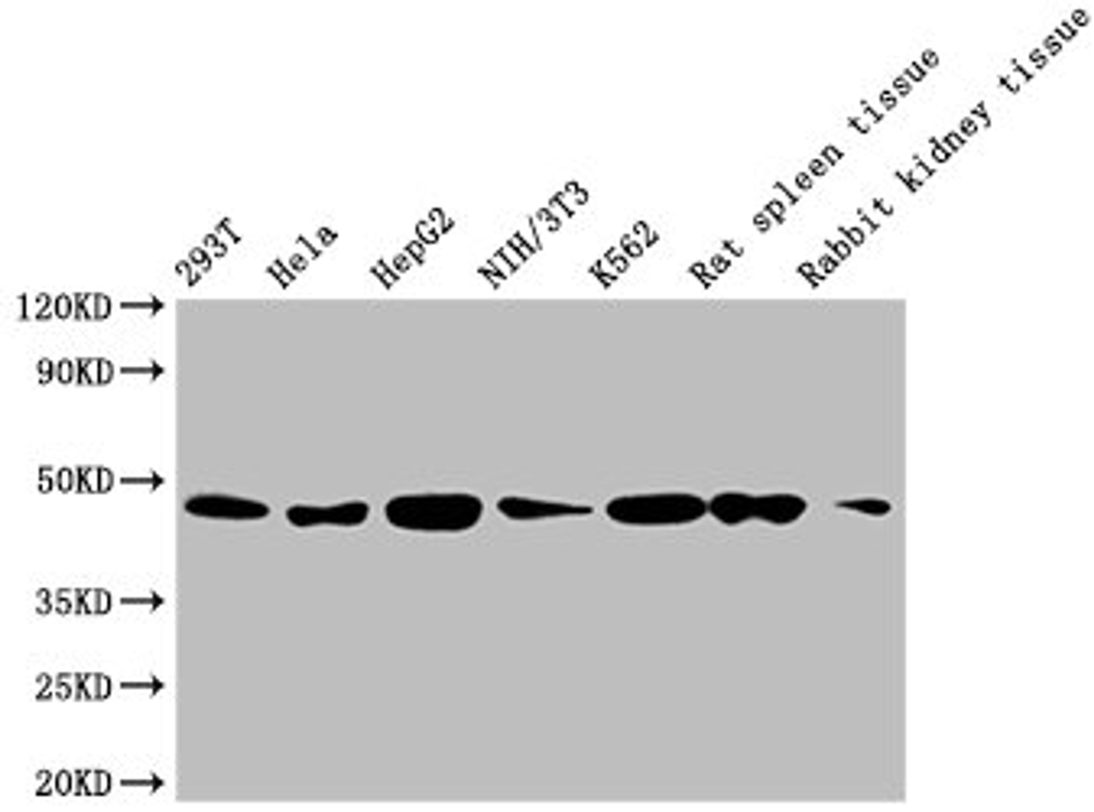 Western Blot.  Positive WB detected in: 293T whole cell lysate, Hela whole cell lysate, HepG2 whole cell lysate, NIH/3T3 whole cell lysate, K562 whole cell lysate, Rat spleen tissue, Rabbit kidney tissue.  All lanes: ACTB antibody at 1:5000.  Secondary.  Goat polyclonal to mouse IgG at 1/50000 dilution.  Predicted band size: 42 KDa.  Observed band size: 42 KDa.  Exposure time: 5min