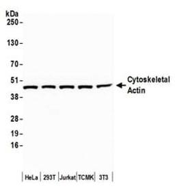 Detection of human and mouse Cytoskeletal Actin by western blot.