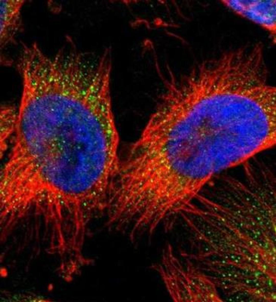 Immunocytochemistry/Immunofluorescence: TRIM26 Antibody [NBP1-83910] - Staining of human cell line U-251 MG shows positivity in cytoplasm. Antibody staining is shown in green.