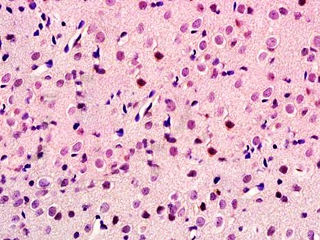 Paraffin-embedded rat brain tissue fixed with 4% paraformaldehyde. Antigen retrieval by boiling with citrate buffer. Blocking buffer is goat serum (37 degrees for 20 min.). GIG8 antibody at 1:100 dilution with a 60 min. incubation period