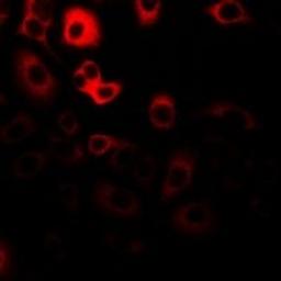 Immunofluorescent analysis of Hela cells using IPO5 antibody