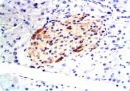 IHC-p on mouse pancreatic glands with orb10922