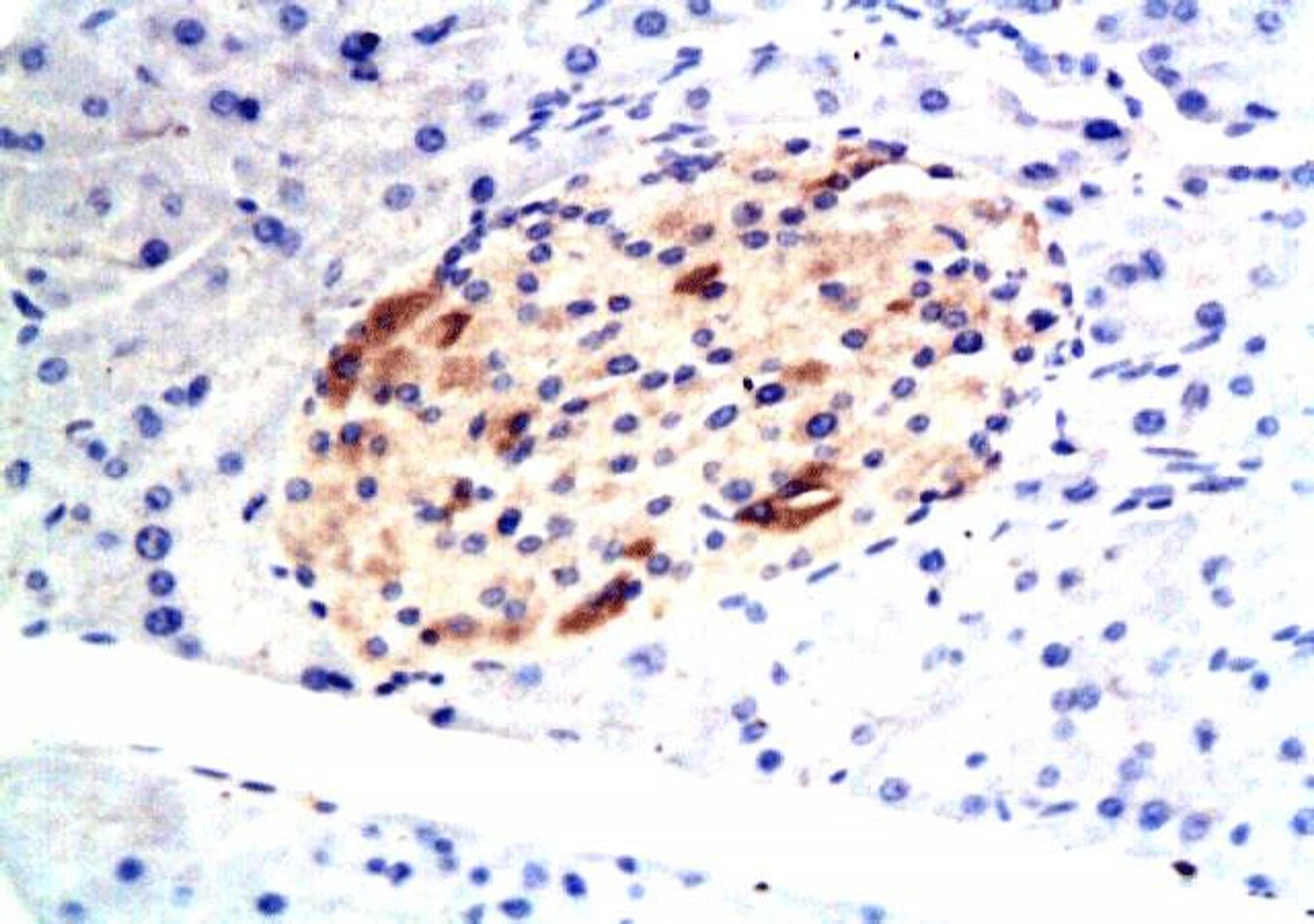 IHC-p on mouse pancreatic glands with orb10922