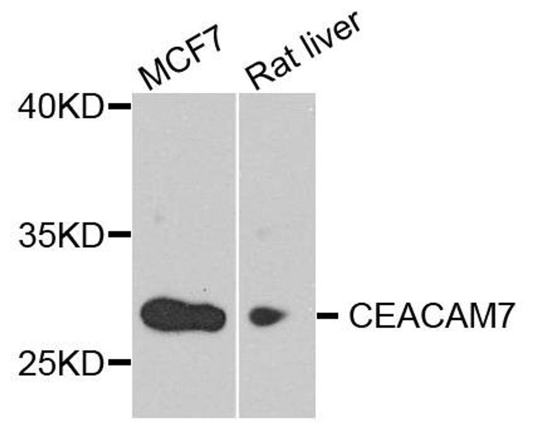 Western blot analysis of extract of various cells using CEACAM7 antibody