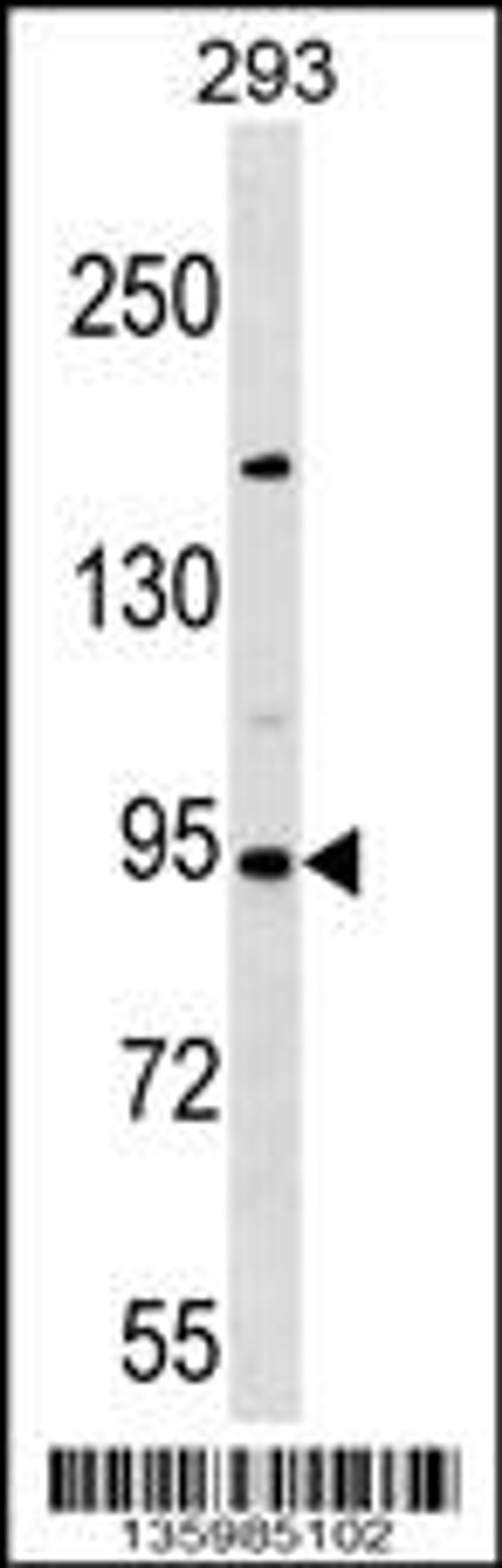 Western blot analysis in 293 cell line lysates (35ug/lane).