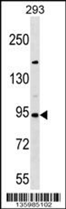 Western blot analysis in 293 cell line lysates (35ug/lane).