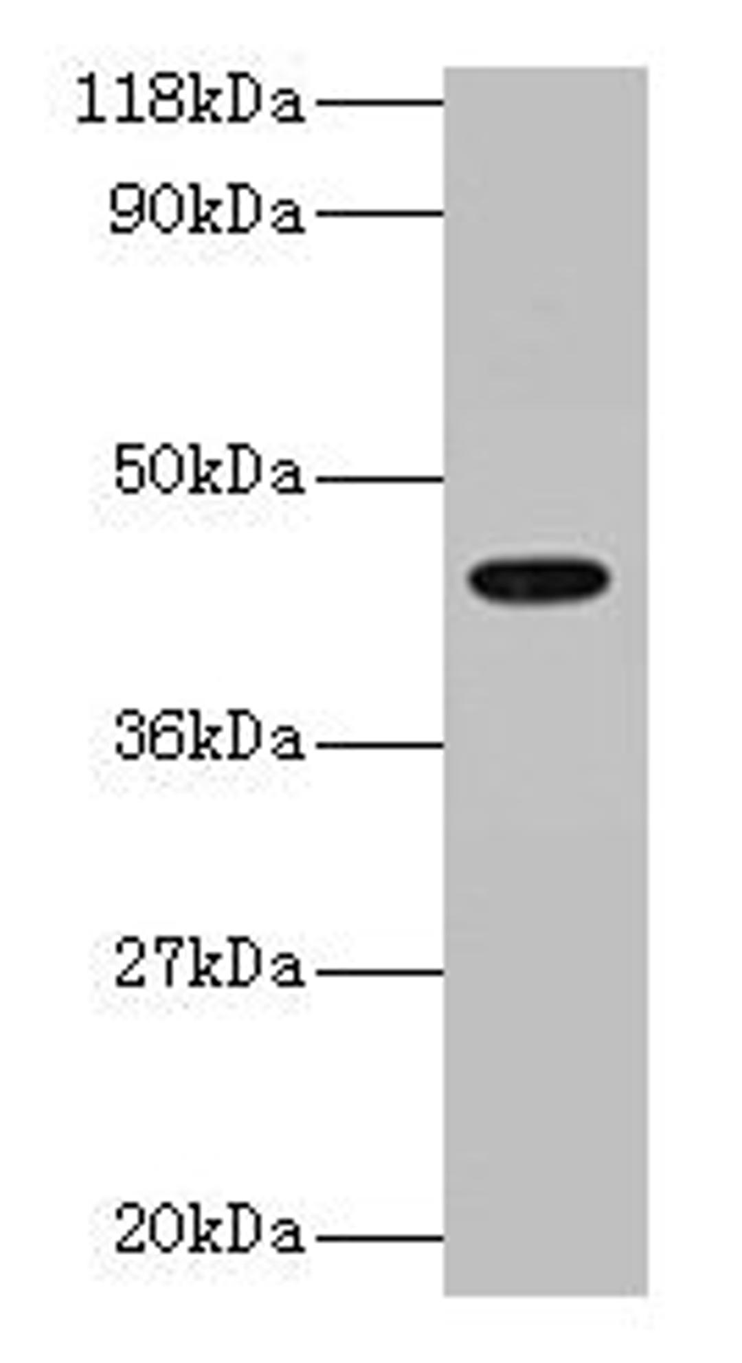 Western blot. All lanes: ILF2 antibody at 2µg/ml + 293T whole cell lysate. Secondary. Goat polyclonal to rabbit IgG at 1/15000 dilution. Predicted band size: 44 kDa. Observed band size: 44 kDa