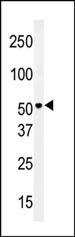 Western blot analysis of anti-PMAT(Slc29a4) Antibody in HepG2 cell line lysates (35ug/lane)