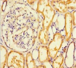 Immunohistochemistry of paraffin-embedded human kidney tissue using CSB-PA803121LA01HU at dilution of 1:100