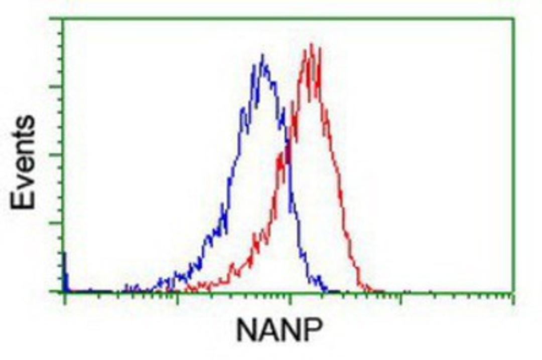 Flow Cytometry: NANP Antibody (4D11) [NBP2-01935] - Analysis of Hela cells, using anti-NANP antibody, (Red), compared to a nonspecific negative control antibody (Blue).