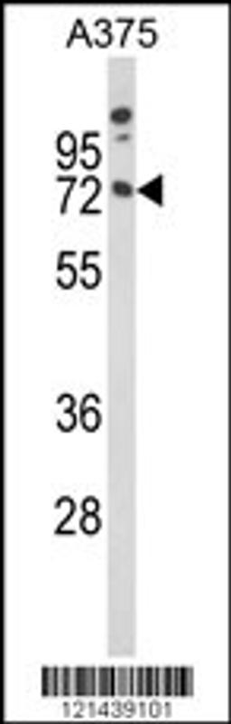 Western blot analysis of MAG Antibody in A375 cell line lysates (35ug/lane)