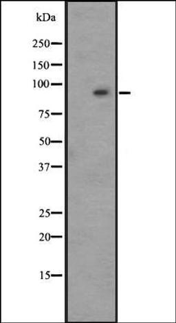 Western blot analysis of HepG2 whole cell lysate using GPR128 antibody