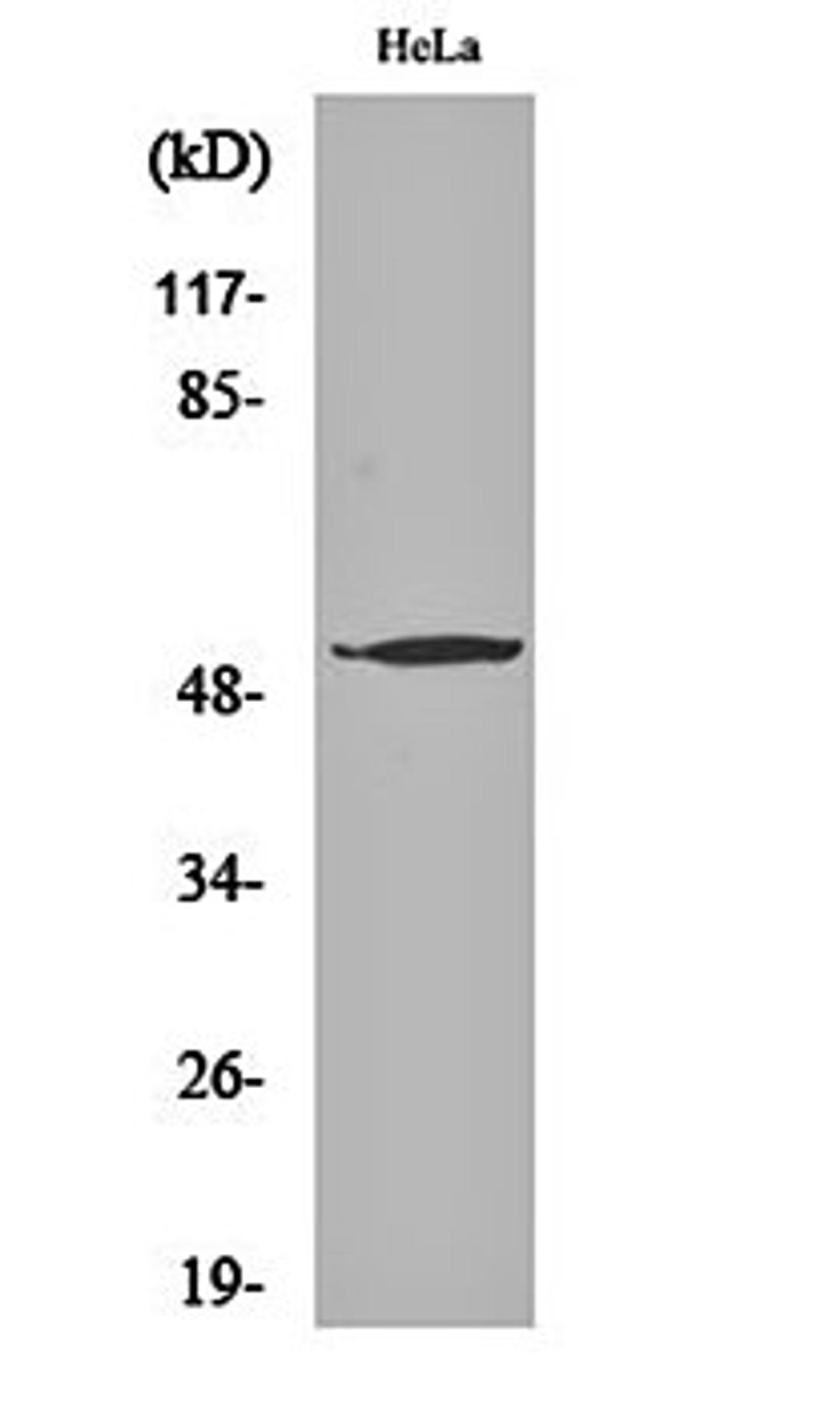 Western blot analysis of Hela cell lysates using ATF-7 antibody