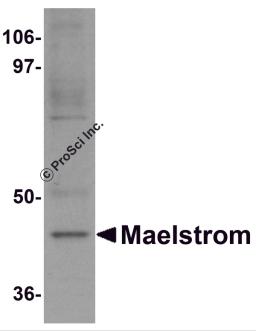 Western blot analysis of Maelstrom in HeLa cell lysate with Maelstrom antibody at 1 &#956;g/mL.