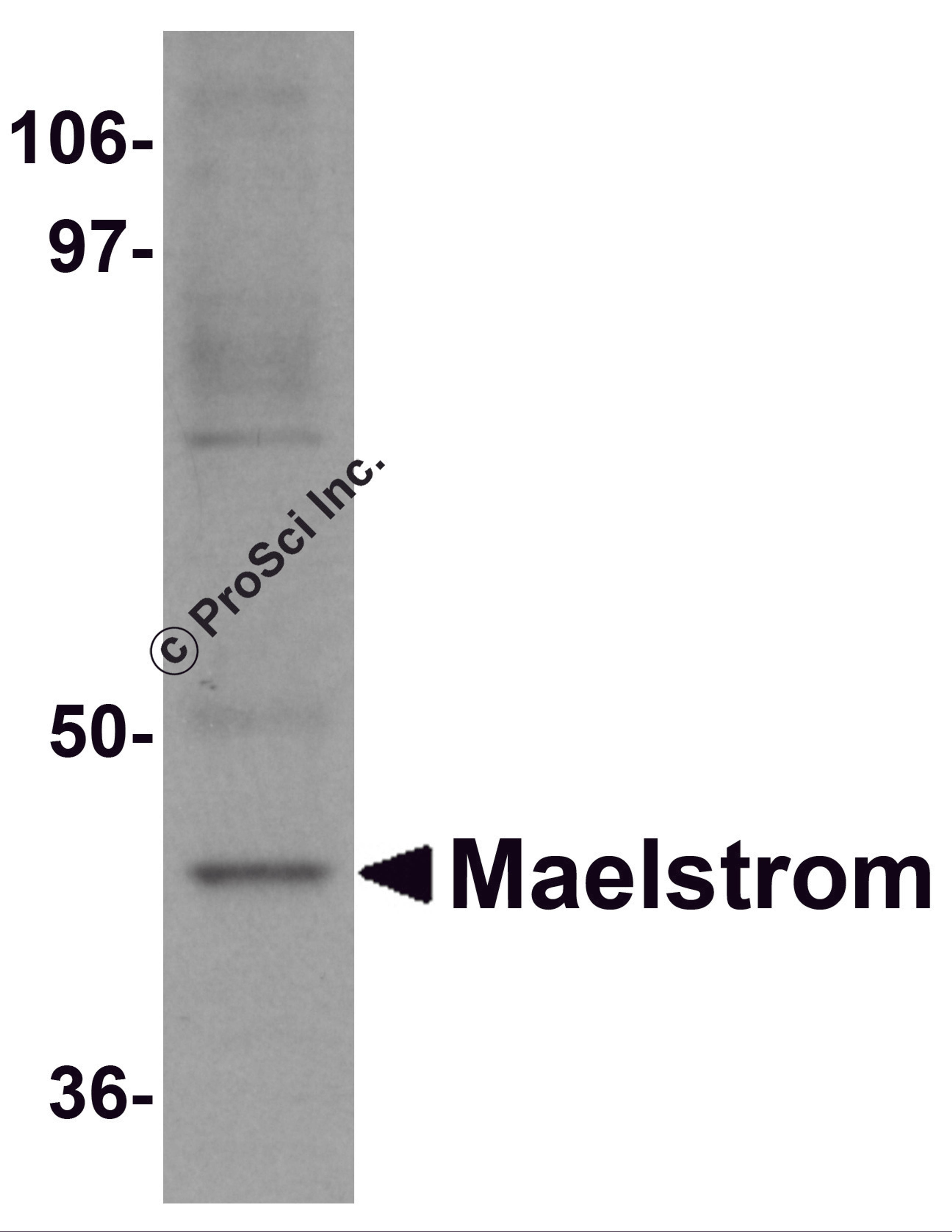 Western blot analysis of Maelstrom in HeLa cell lysate with Maelstrom antibody at 1 &#956;g/mL.