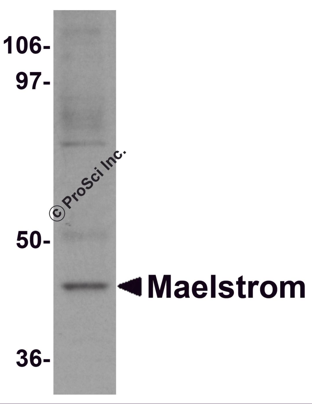 Western blot analysis of Maelstrom in HeLa cell lysate with Maelstrom antibody at 1 μg/mL.