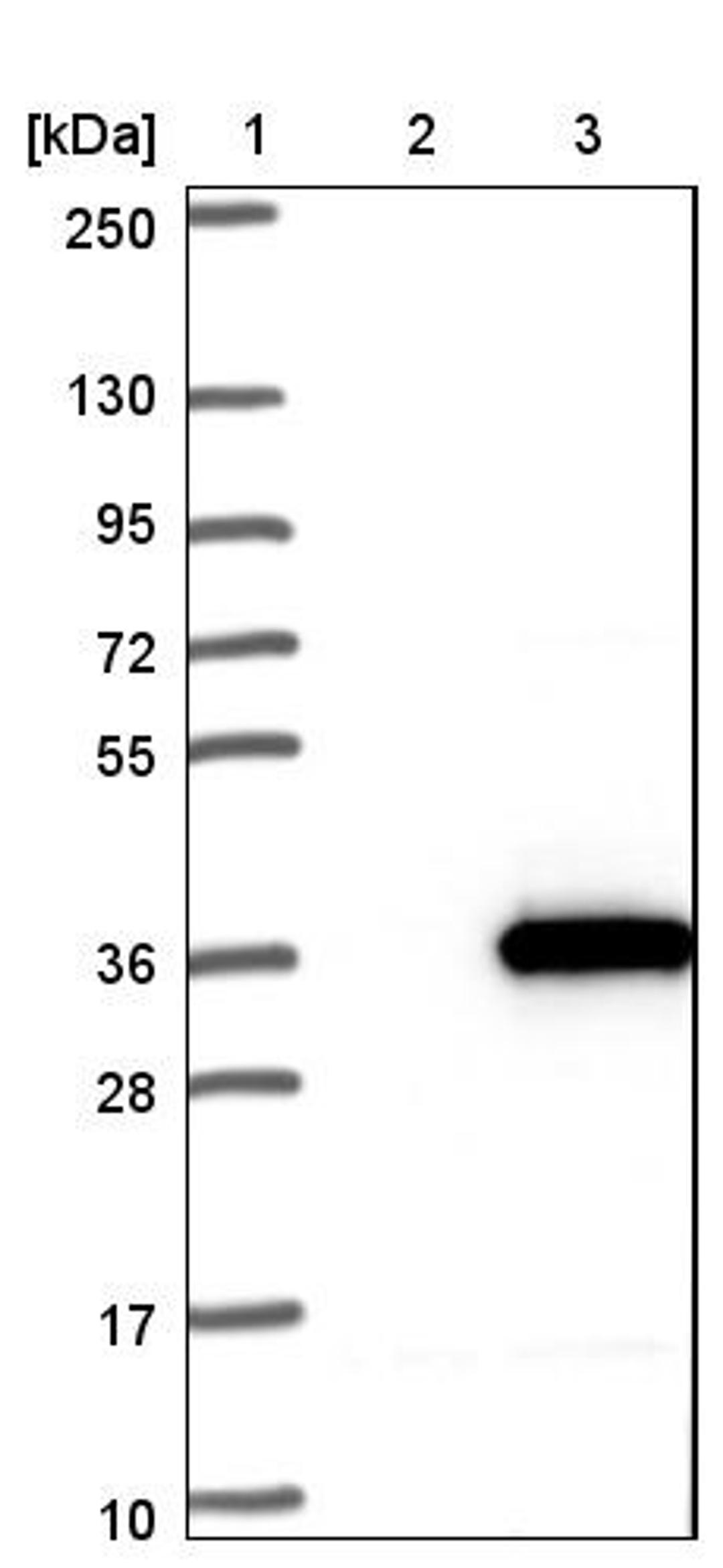 Western Blot: C4orf22 Antibody [NBP1-86203] - Lane 1: Marker [kDa] 250, 130, 95, 72, 55, 36, 28, 17, 10<br/>Lane 2: Negative control (vector only transfected HEK293T lysate)<br/>Lane 3: Over-expression lysate (Co-expressed with a C-terminal myc-DDK tag (~3.1 kDa) in mammalian HEK293T cells, LY407318)