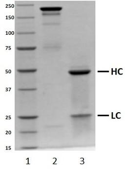 SDS-PAGE analysis of recombinant Human IgG2 lambda 