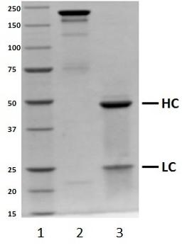 SDS-PAGE analysis of recombinant Human IgG2 lambda