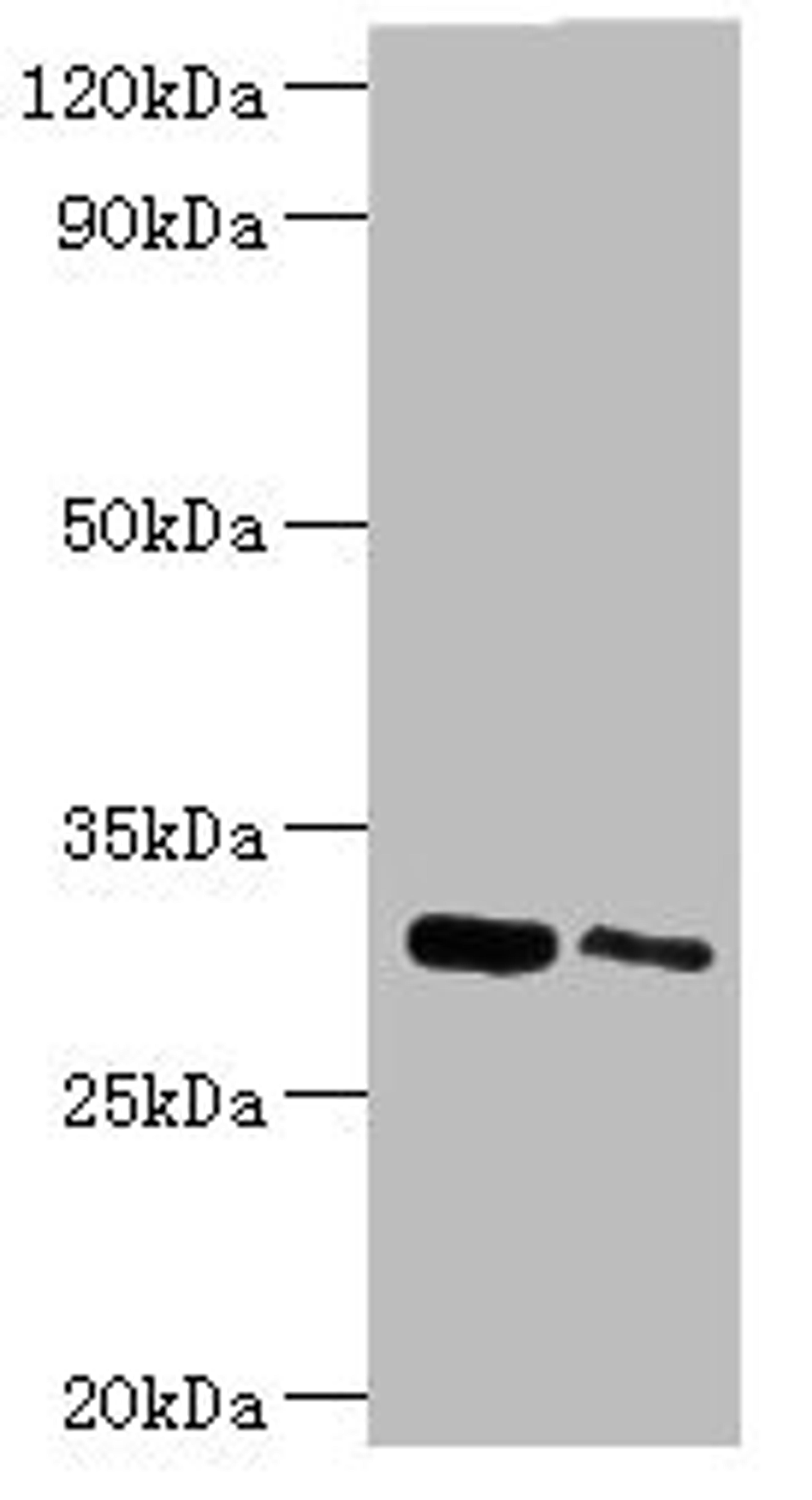 Western blot. All lanes: Chloride intracellular channel protein 4 antibody at 5ug/ml. Lane 1: Mouse kidney tissue. Lane 2: Mouse ovarian tissue. Secondary. Goat polyclonal to rabbit IgG at 1/10000 dilution. Predicted band size: 29 kDa. Observed band size: 29 kDa. 