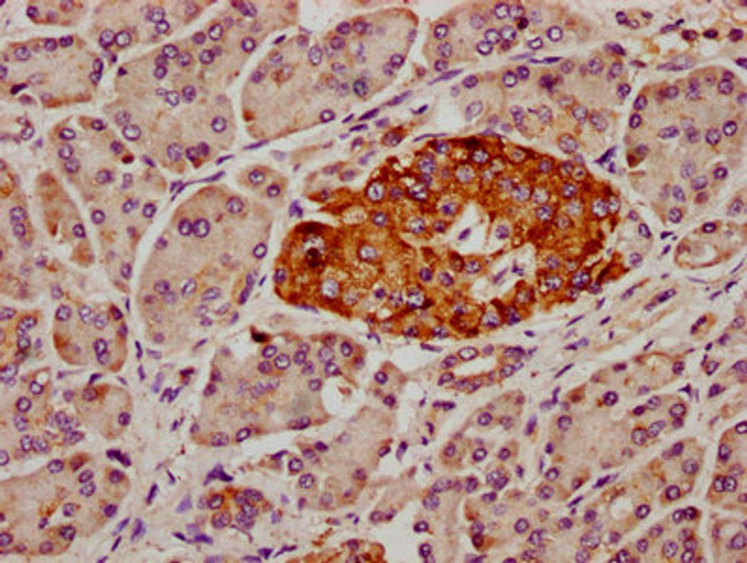 IHC image of CSB-PA885749LA01HU diluted at 1:300 and staining in paraffin-embedded human pancreatic tissue performed on a Leica BondTM system. After dewaxing and hydration, antigen retrieval was mediated by high pressure in a citrate buffer (pH 6.0). Section was blocked with 10% normal goat serum 30min at RT. Then primary antibody (1% BSA) was incubated at 4&deg;C overnight. The primary is detected by a biotinylated secondary antibody and visualized using an HRP conjugated SP system.