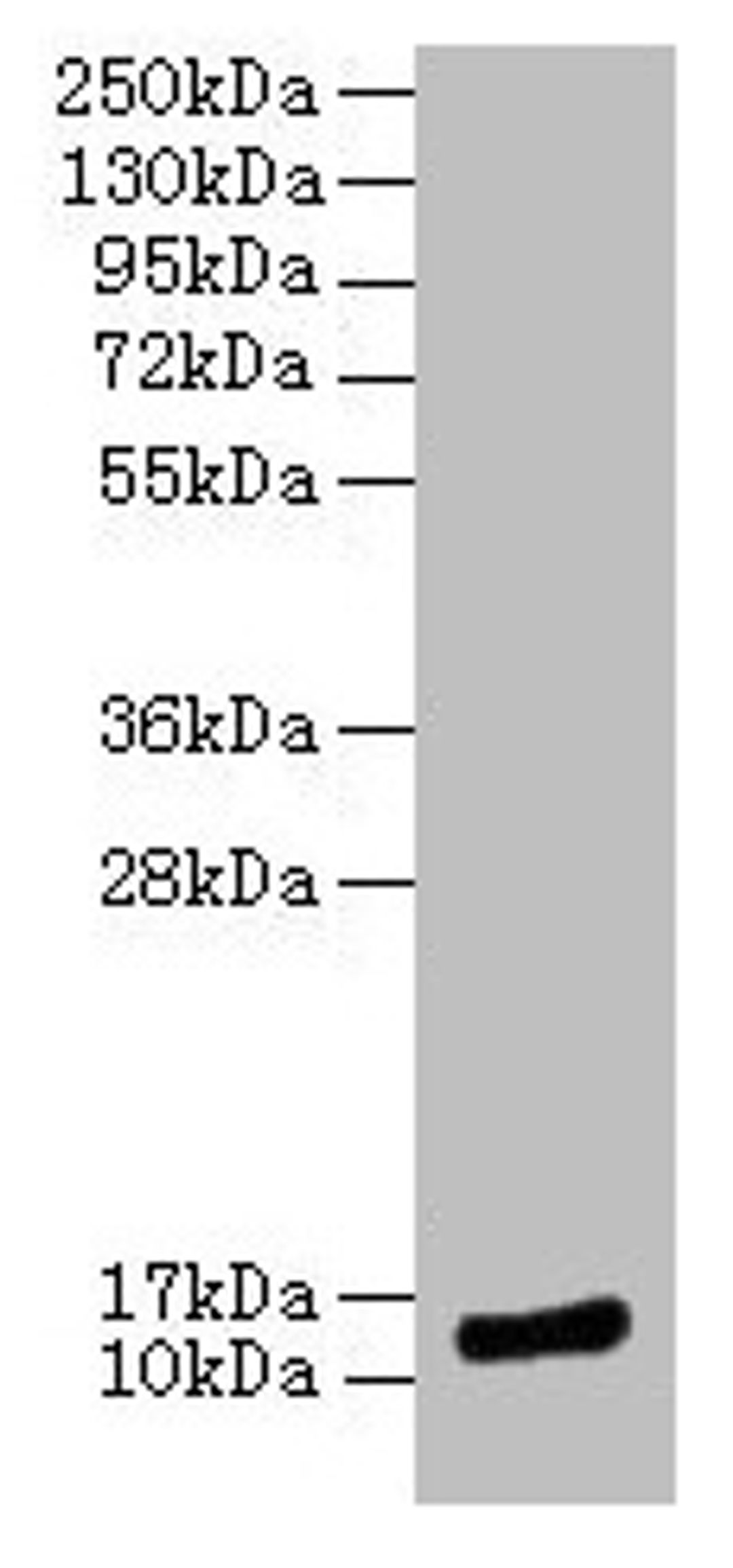 Western blot. All lanes: MLANA antibody at 12µg/ml + Hela whole cell lysate. Secondary. Goat polyclonal to rabbit IgG at 1/10000 dilution. Predicted band size: 14 kDa. Observed band size: 14 kDa