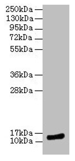 Western blot. All lanes: MLANA antibody at 12µg/ml + Hela whole cell lysate. Secondary. Goat polyclonal to rabbit IgG at 1/10000 dilution. Predicted band size: 14 kDa. Observed band size: 14 kDa