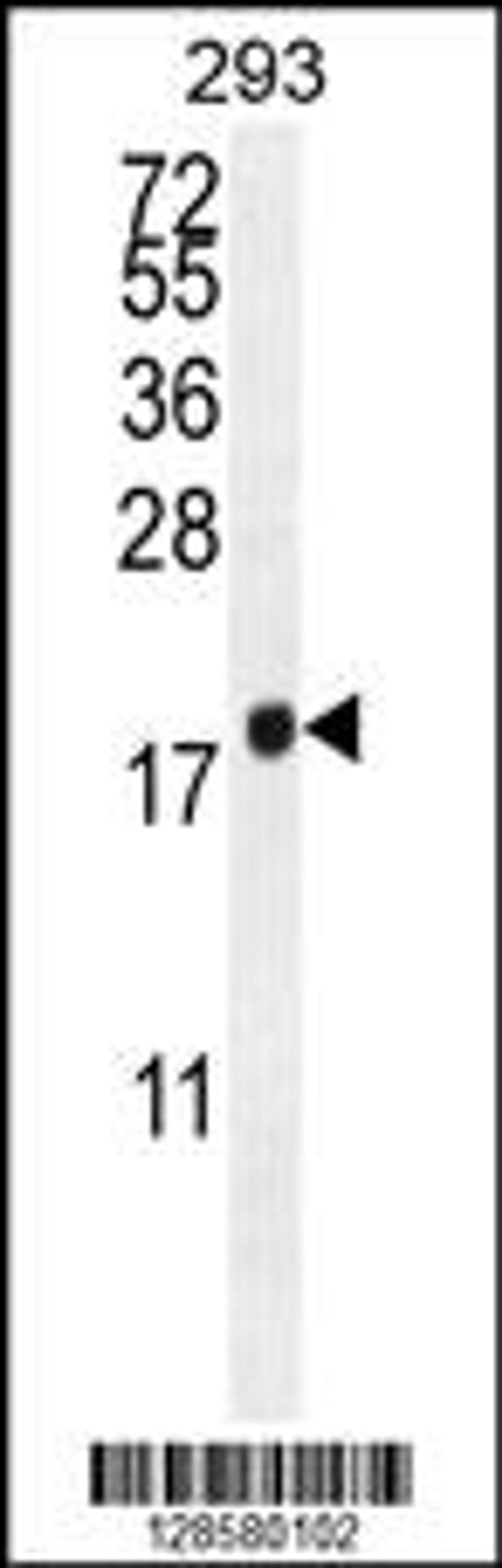 Western blot analysis in 293 cell line lysates (35ug/lane).