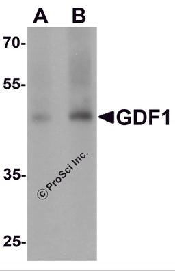 Western blot analysis of GDF1 in rat lung tissue lysate with GDF1 antibody at (A) 1 and (B) 2 μg/mL.